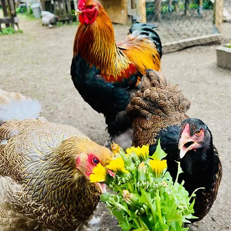 Hofglueck Im Grossen Garten *