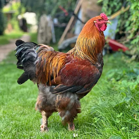 Hofglueck Im Grossen Garten *